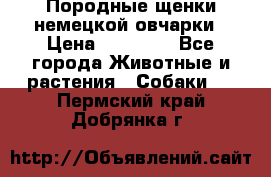 Породные щенки немецкой овчарки › Цена ­ 24 000 - Все города Животные и растения » Собаки   . Пермский край,Добрянка г.